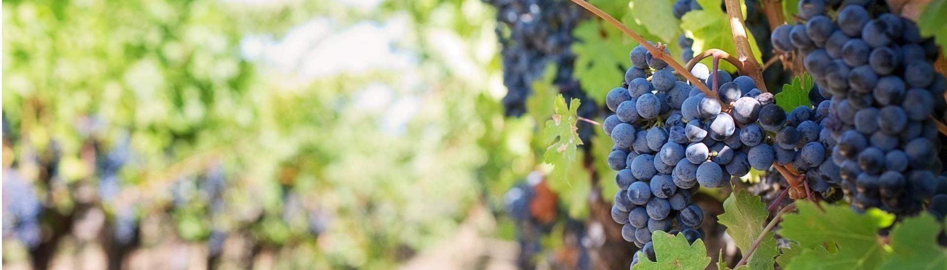 Vigne de l'Aude avec des grappes ensoleillées, un jour d'été